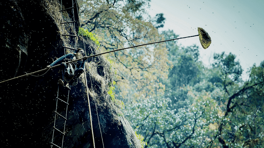 a person on a ladder with a long stick and a beehive at the end of it hanging on the side of a cliff