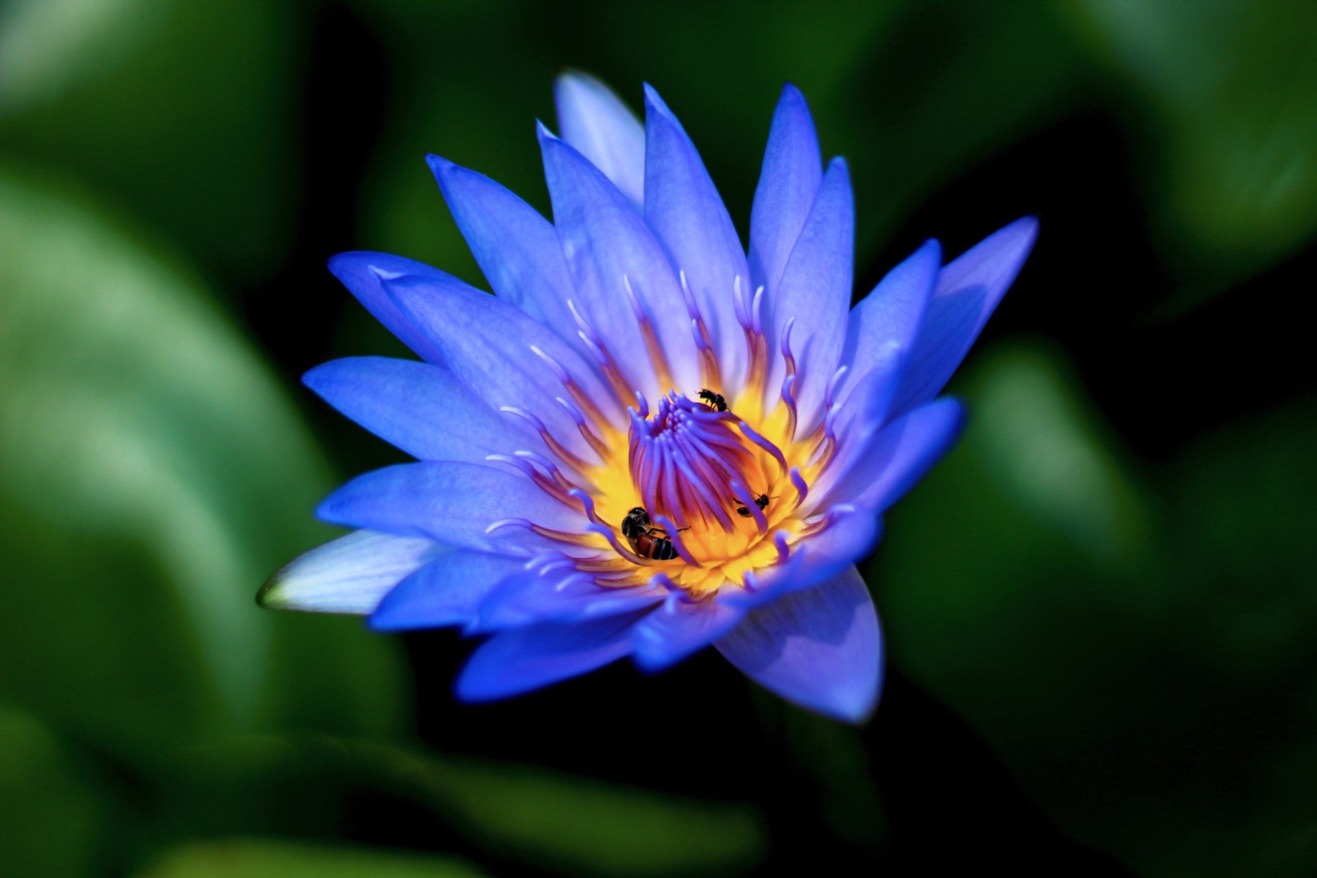 blue lotus flower with yellow in the middel of the flower and a green shady background