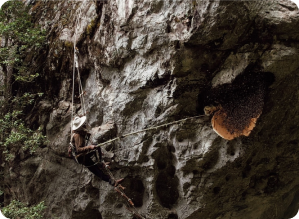 Cutting the Honeycombs